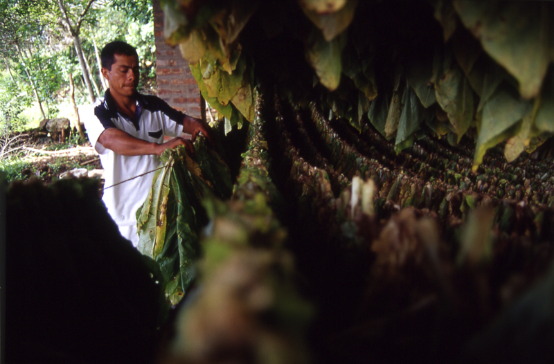 transformación de la hoja de tabaco