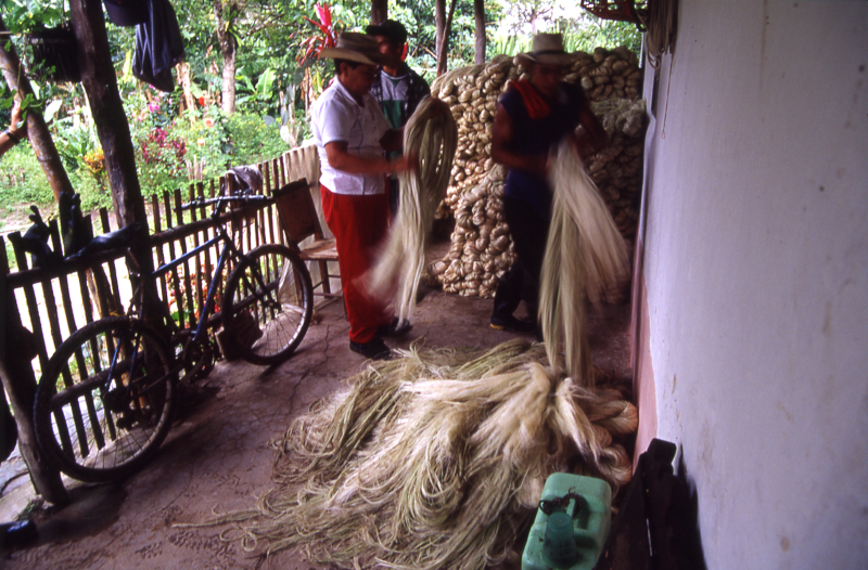 transformación de la hoja de tabaco