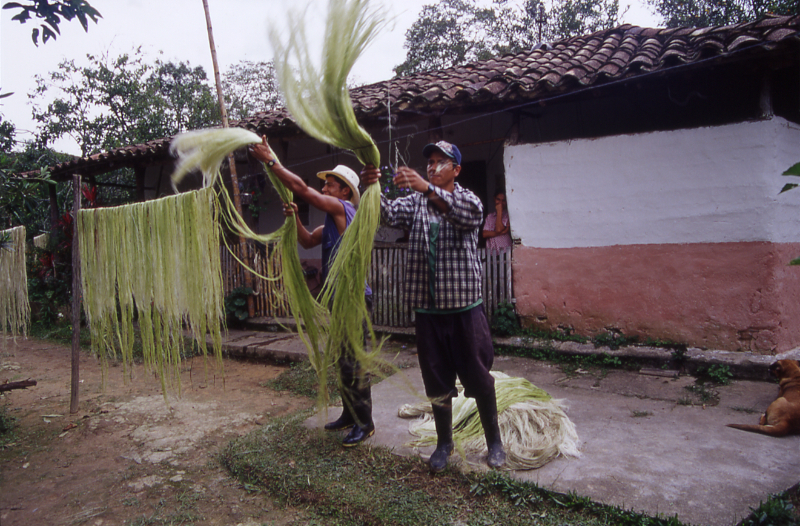 transformación de la hoja de tabaco