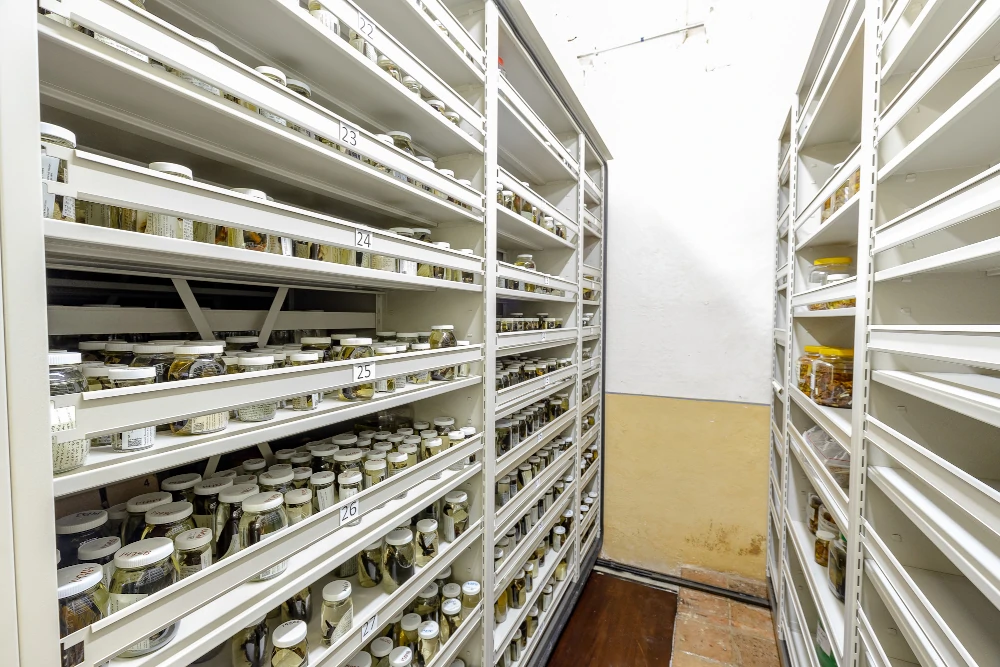 colecciones humboldt