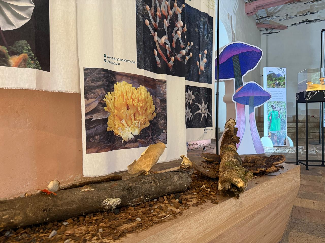 foto exposición micelio en villa