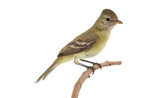 rana
