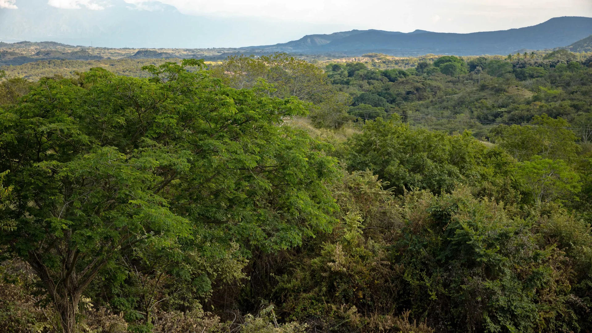 Más de 11 mil hectáreas destinadas a la conservación en Orinoquia,
Huila y Magdalena Medio