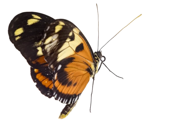 mariposa