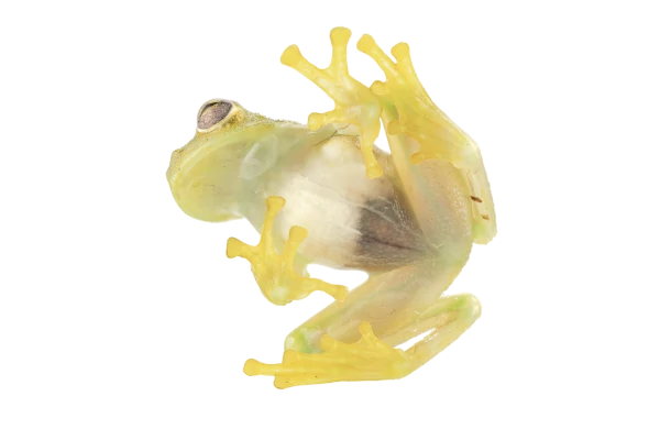 rana